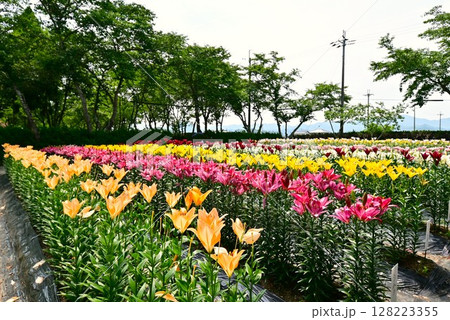 色鮮やかな満開のゆり園 128223355