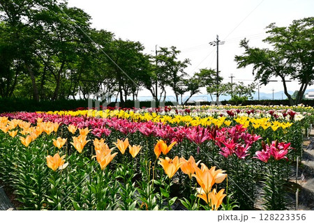 色鮮やかな満開のゆり園 128223356