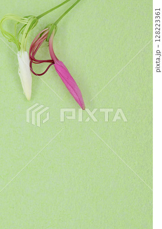 和紙と花のコラボ【背景素材】 和紙と花のコラボ【背景素材】 128223361