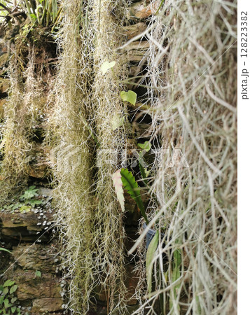 green tillandsia plant green tillandsia plant 128223382