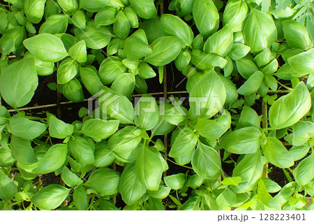 fresh green basil plant texture fresh green basil plant texture 128223401