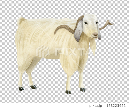 White goat with horns watercolor isolated illustration. Furry farm animal in realistic style for rural village designs and countryside scenes. Domestic livestock clip art 128223421