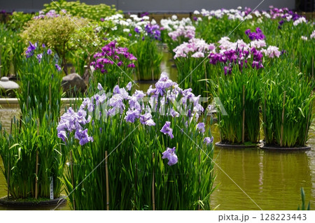 太宰府天満宮　菖蒲池　花菖蒲 128223443