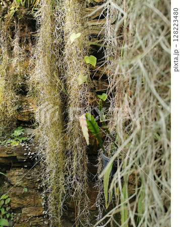 green tillandsia plant green tillandsia plant 128223480