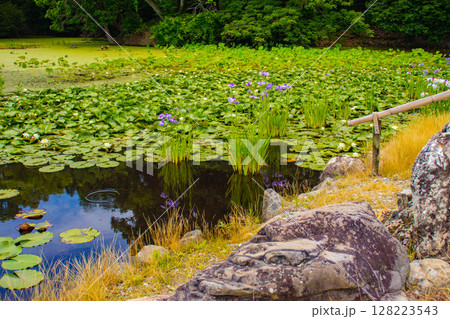 【京都風景】勧修寺 心に残る白い花菖蒲の清楚さ 【京都風景】勧修寺 心に残る白い花菖蒲の清楚さ 128223543