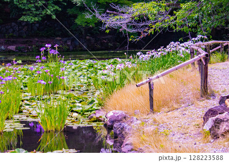 【京都風景】勧修寺 心に残る白い花菖蒲の清楚さ 【京都風景】勧修寺 心に残る白い花菖蒲の清楚さ 128223588