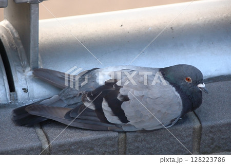 真夏のドバト（埼玉県川口市） 128223786