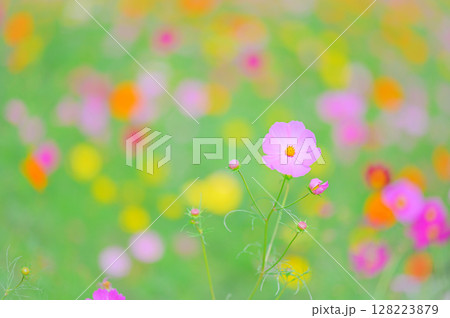 柔らかな光に包まれたコスモスの花 128223879