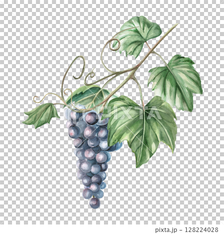 Grapevine with a bunch of ripe grapes. Isolated watercolor illustration in a realistic style for the design of wine shops, bottle labels, bar menus, printing on clothes and posters. 128224028