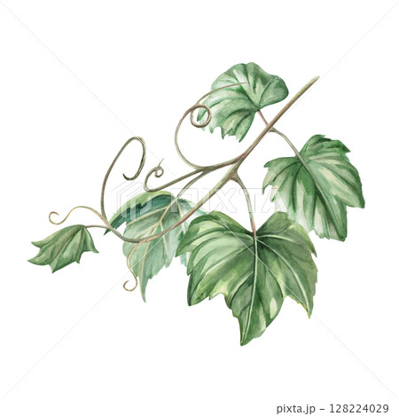 Grapevine. Isolated watercolor illustration in realistic style for wine shop design, bottle labels, bar menu, printing on clothes and posters. Grapevine. Isolated watercolor illustration in realistic style for wine shop design, bottle labels, bar menu, printing on clothes and posters. 128224029