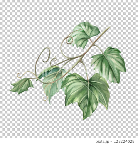 Grapevine. Isolated watercolor illustration in realistic style for wine shop design, bottle labels, bar menu, printing on clothes and posters. 128224029