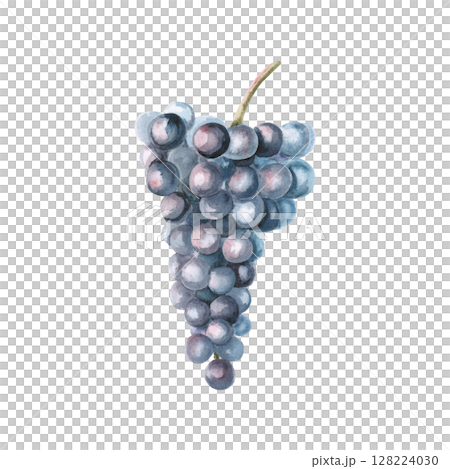Bunch of ripe dark grapes. Isolated watercolor illustration in realistic style for wine shop design, bottle labels, bar menu, printing on clothes and posters. 128224030