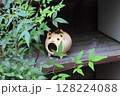 【日本の夏】豚の蚊取り線香入れ（1） 128224088