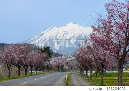 青森県弘前市 残雪の岩木山に向かう道沿いのオオヤマザクラ桜並木 青森県弘前市 残雪の岩木山に向かう道沿いのオオヤマザクラ桜並木 128224091