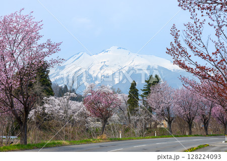 青森県弘前市　残雪の岩木山に向かう道沿いのオオヤマザクラ桜並木 128224093