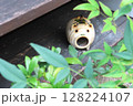 【日本の夏】豚の蚊取り線香入れ（2） 128224107