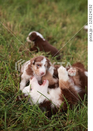 Group of puppies playing in a grassy field 128224192