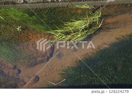 田んぼの排水路に生える水草類(新潟県中越地方) 田んぼの排水路に生える水草類(新潟県中越地方) 128224279