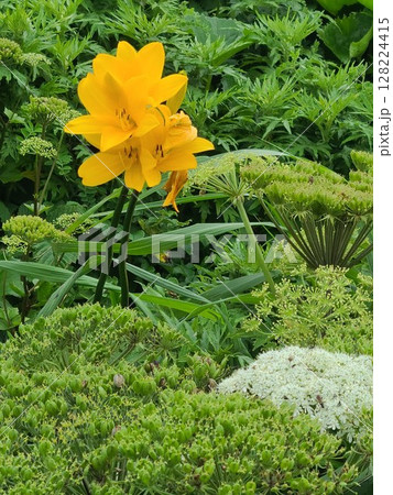 礼文島に咲くエゾカンゾウ 128224415