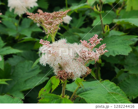 礼文島に咲く「セイヨウナツユキソウ」 128224416