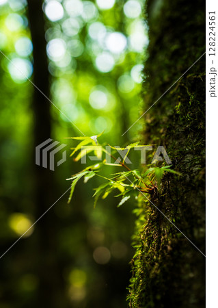 【苔の名所】山犬嶽【上勝町】 128224561