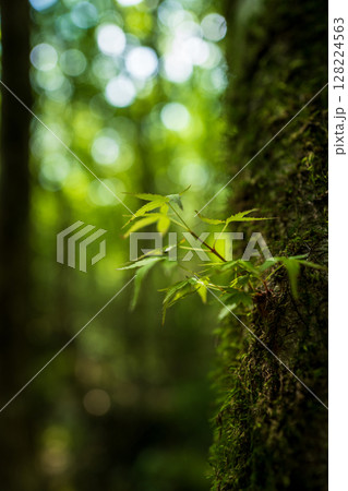 【苔の名所】山犬嶽【上勝町】 【苔の名所】山犬嶽【上勝町】 128224563