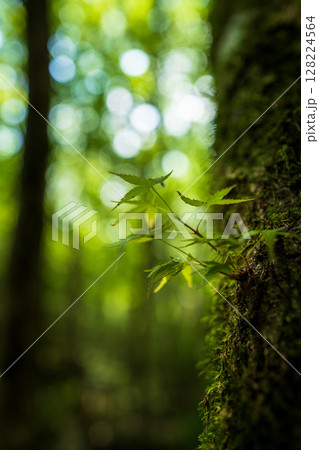 【苔の名所】山犬嶽【上勝町】 128224564