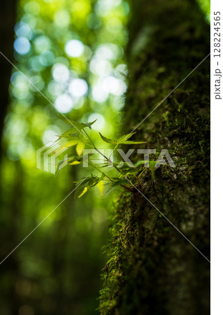 【苔の名所】山犬嶽【上勝町】 128224565