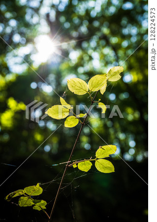 【苔の名所】山犬嶽【上勝町】 128224573