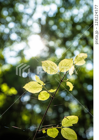 【苔の名所】山犬嶽【上勝町】 128224577