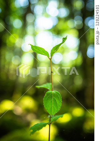 【苔の名所】山犬嶽【上勝町】 【苔の名所】山犬嶽【上勝町】 128224581