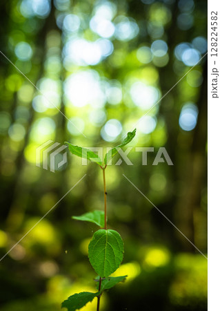 【苔の名所】山犬嶽【上勝町】 【苔の名所】山犬嶽【上勝町】 128224582