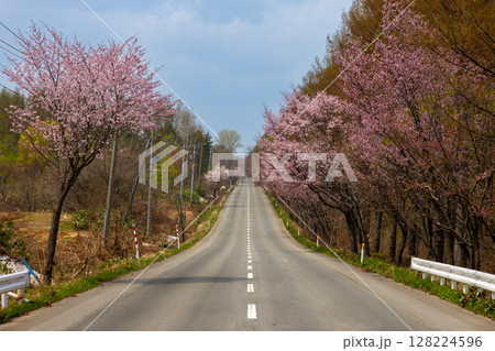 青森県弘前市十面沢　オオヤマザクラネックレスロードの桜並木 128224596
