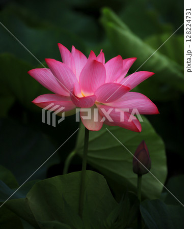 古代蓮の花 古代蓮の花 128224731