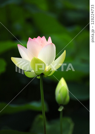 瑞光蓮の花 瑞光蓮の花 128224733