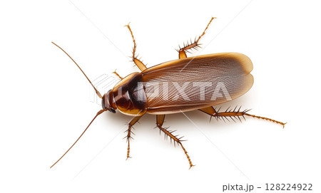 cockroach isolated on a white 128224922