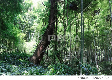 皇祖皇太神宮までの山道_03 皇祖皇太神宮までの山道_03 128224992