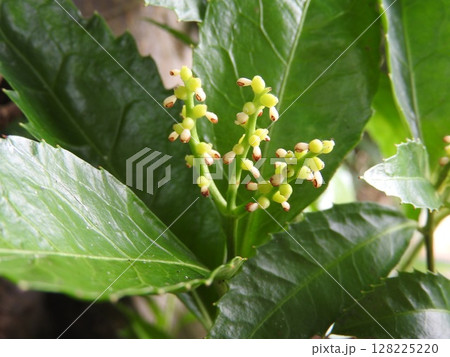 花弁がなく雌しべと雄しべが合体している「センリョウ」の花 128225220
