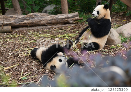 仲良くタケノコを食べる親子パンダ 128225399