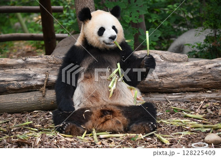 仲良くタケノコを食べる親子パンダ 128225409
