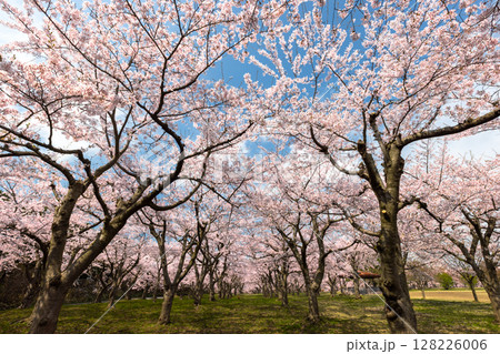 青森県つがる市木造館岡上沢辺　満開のソメイヨシノが壮観な平滝沼公園の千本桜 128226006