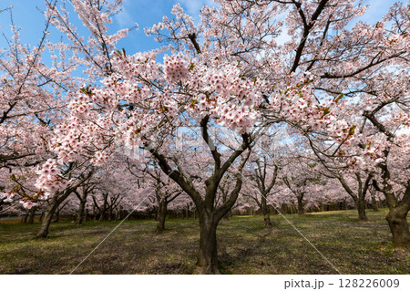 青森県つがる市木造館岡上沢辺　満開のソメイヨシノが壮観な平滝沼公園の千本桜 128226009