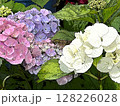 紫陽花 128226028