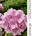 紫陽花 128226029