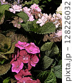 紫陽花 128226032