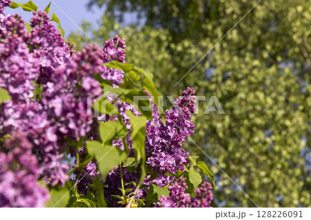 green birch in spring against a blue sky, park with tall birches in the daytime in sunny weather, lilac flowers out of focus green birch in spring against a blue sky, park with tall birches in the daytime in sunny weather, lilac flowers out of focus 128226091