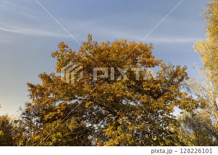 orange oak tree growing in the park in the autumn , long oak branches with yellowing foliage in sunny weather in autumn 128226101