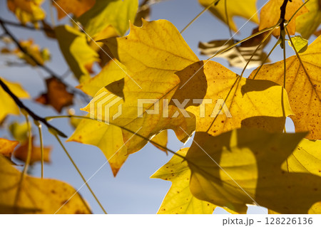 yellow foliage of a tulip tree against a blue sky background autumn foliage of a tulip tree in Indian summer in sunny weather yellow foliage of a tulip tree against a blue sky background autumn foliage of a tulip tree in Indian summer in sunny weather 128226136