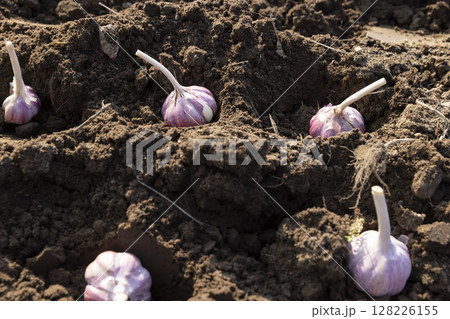 garlic planted in a row in the field during sowing , soil preparation and garlic for planting during farming in the garden in the spring garlic planted in a row in the field during sowing , soil preparation and garlic for planting during farming in the garden in the spring 128226155