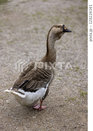 one goose stands on the sand, a large lone goose in the yard in the countryside 128226161